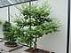 Longwood Gardens Pennsylvania 106.jpg