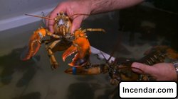 Florida woman charged with stealing live lobster from restaurant